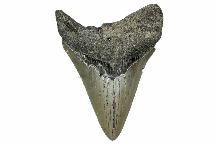 Serrated, Fossil Megalodon Tooth - North Carolina #340869